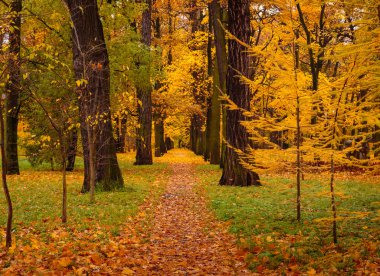 Parkta güzel renkli ağaçların olduğu sonbahar manzarası. Ormanda yol ya da sonbaharda park.