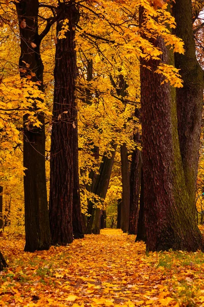 Paisaje Otoñal Con Hermosos Árboles Colores Parque Camino Bosque Parque — Foto de Stock