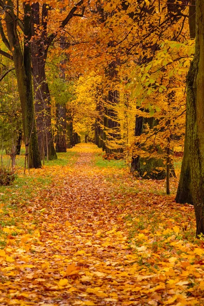 Peisaj Toamnă Copaci Frumoși Colorați Parc Pathway Pădure Sau Parc — Fotografie, imagine de stoc