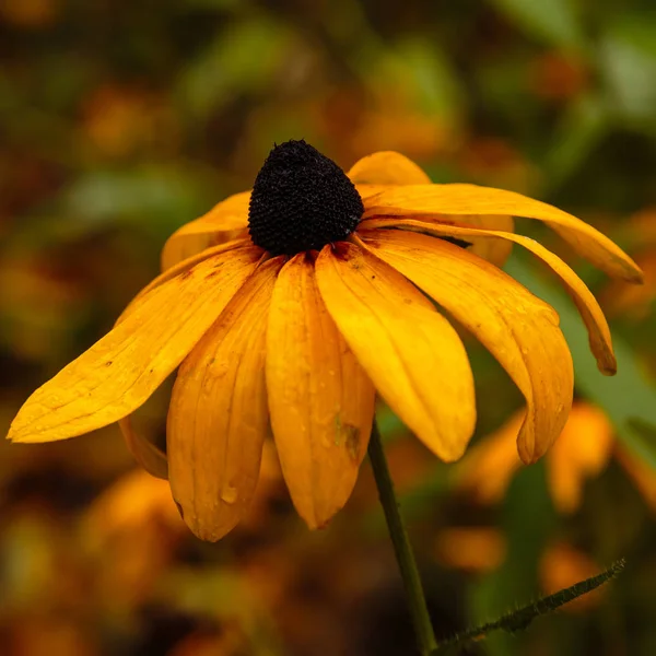 Kose Uitzicht Donker Oranje Bloem Het Najaarspark — Stockfoto