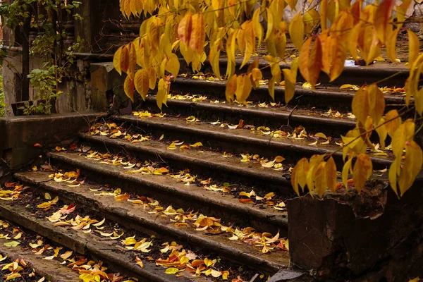 Jesienny Krajobraz Pięknymi Kolorowymi Drzewami Parku Ścieżka Lesie Lub Parku — Zdjęcie stockowe