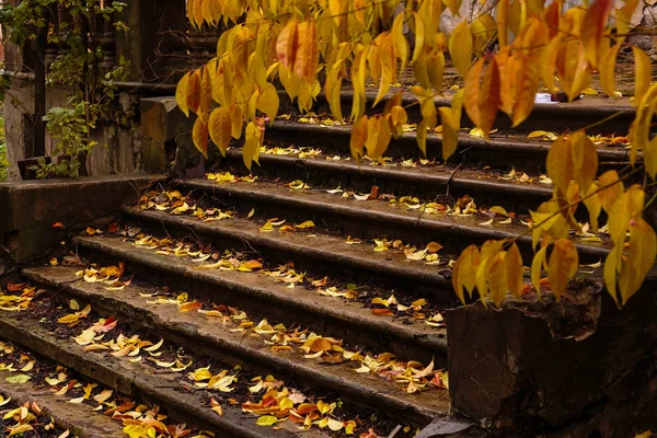 Autumn Landscape Beautiful Colored Trees Park Pathway Forest Park Autumn — Stock Photo, Image