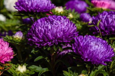 Çiçek tarhında mor astar.