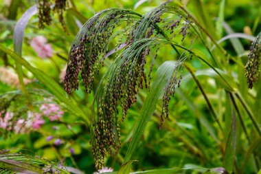 Panik Virgatum bahçede. Bahçedeki süs otları