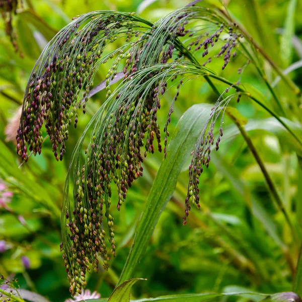 Panicum Virgatum Zahradě Okrasné Trávy Zahradě — Stock fotografie