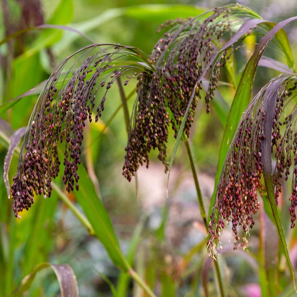 Panicum Virgatum Tuin Siergrassen Tuin — Stockfoto