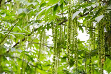 Kafkas Cevizi dalları (Pterocarya Fraxinifolia) ağaç (Aile Juglandaceae) parkta veya bahçede.