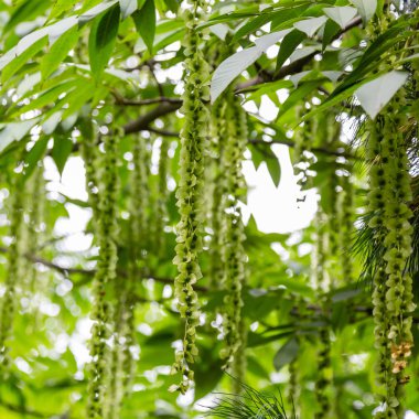 Kafkas Cevizi dalları (Pterocarya Fraxinifolia) ağaç (Aile Juglandaceae) parkta veya bahçede.