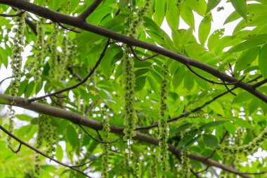 Kafkas Cevizi dalları (Pterocarya Fraxinifolia) ağaç (Aile Juglandaceae) parkta veya bahçede.