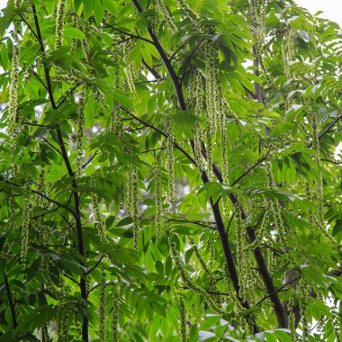 Kafkas Cevizi dalları (Pterocarya Fraxinifolia) ağaç (Aile Juglandaceae) parkta veya bahçede.