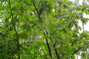 Kafkas Cevizi dalları (Pterocarya Fraxinifolia) ağaç (Aile Juglandaceae) parkta veya bahçede.