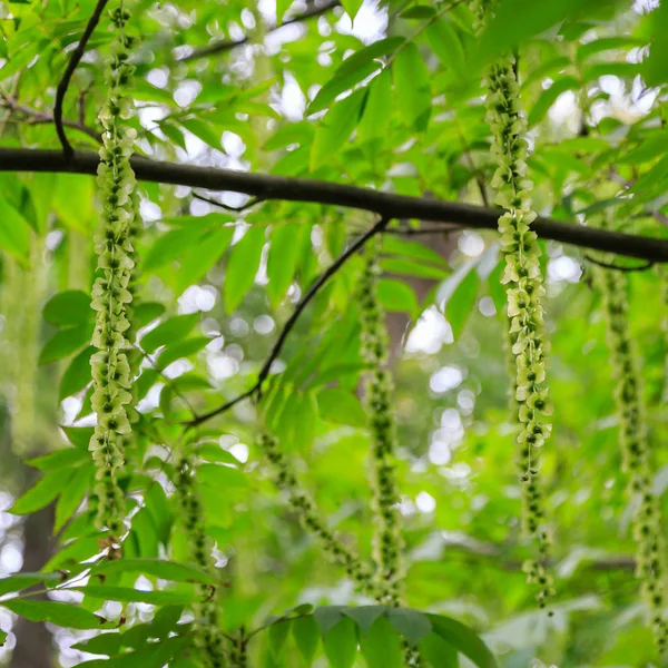 Υποκαταστήματα Καυκάσιου Καρυδιού Pterocarya Fraxinifolia Πάρκο Κήπο — Φωτογραφία Αρχείου