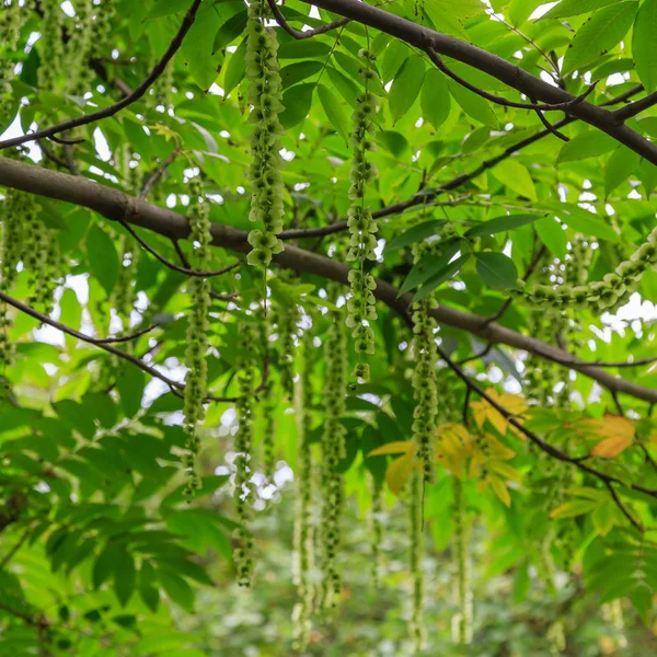 Υποκαταστήματα Καυκάσιου Καρυδιού Pterocarya Fraxinifolia Πάρκο Κήπο — Φωτογραφία Αρχείου