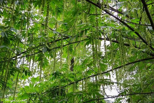 Branches Noyer Caucasien Pterocarya Fraxinifolia Famille Des Juglandaceae Dans Parc — Photo