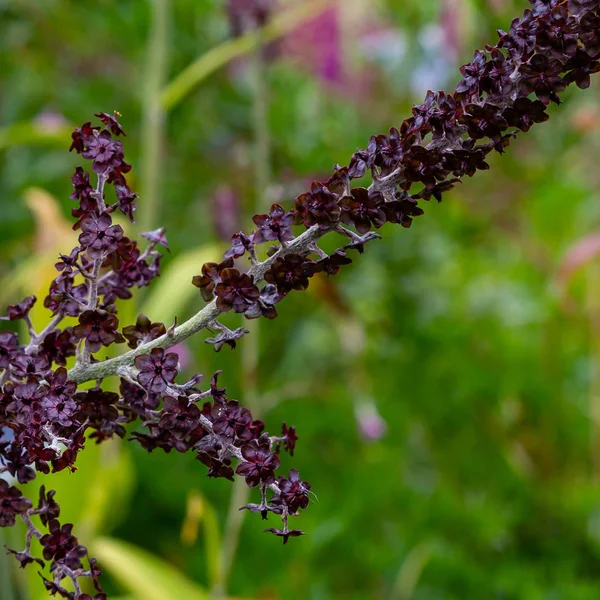 Veratrum Nigrum Jardín Veratrum Nigrum Nombre Común Black False Hellebore — Foto de Stock