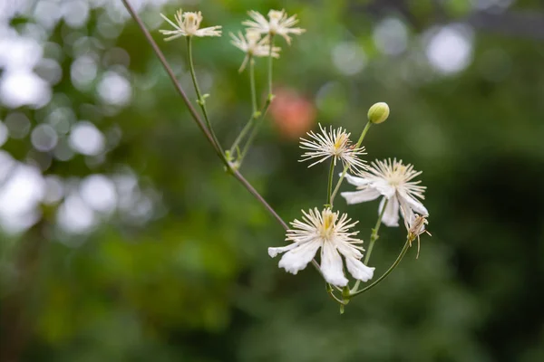 Fleur Blanche Clématite Recta Dans Jardin — Photo