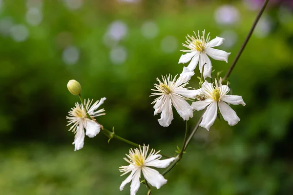 Fehér Virág Clematis Recta Kertben — Stock Fotó