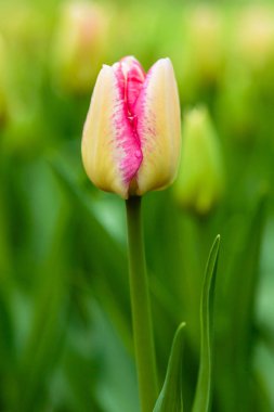 Parlak sarı ve pembe del piero lalesi