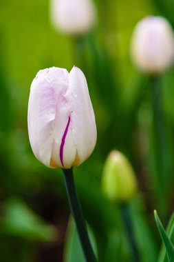 Çiçek tarhında güzel laleler.