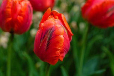 Çiçek tarhında parlak kırmızı papağan laleleri