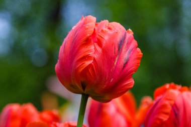 Çiçek tarhında parlak kırmızı papağan laleleri