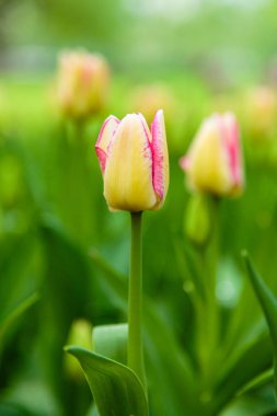 Parlak sarı ve pembe del piero laleleri