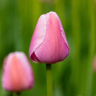 Çiçek tarhında yumuşak pembe kalp laleleri