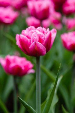 Çiçek tarhında pembe Britt laleleri