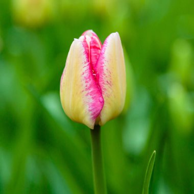 Parlak sarı ve pembe del piero lalesi