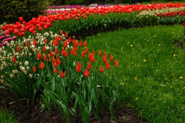Çiçek tarhında parlak renkli laleler