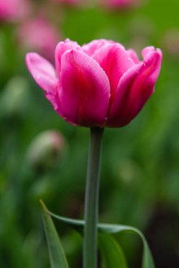 Çiçek yatağında pembe Britt lalesi