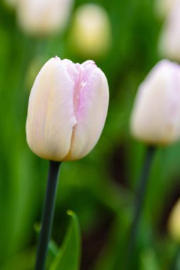 Çiçek tarhında güzel laleler.