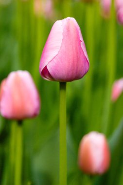 Çiçek tarhında yumuşak pembe kalp laleleri