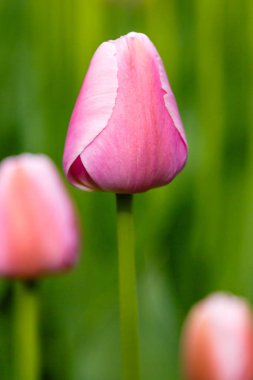 Çiçek tarhında yumuşak pembe kalp laleleri