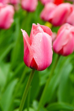 Çiçek tarhında açık ve rüya gibi pembe laleler