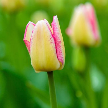 Parlak sarı ve pembe del piero laleleri