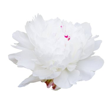 Beyaz Şakayık çiçeği beyaz zemin üzerine izole