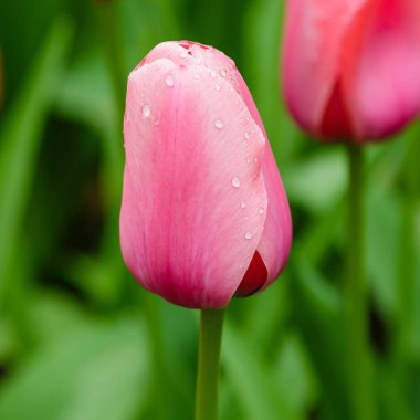 Çiçek tarhında açık ve rüya gibi pembe laleler