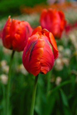 Çiçek tarhında parlak kırmızı papağan laleleri