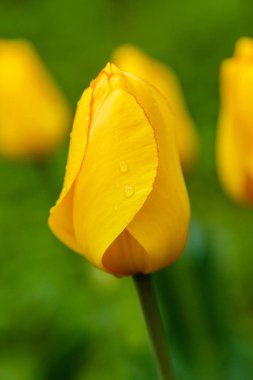 Parlak sarı laleler