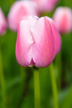 Çiçek tarhında yumuşak pembe kalp laleleri