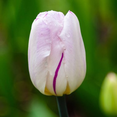 Çiçek tarhında güzel laleler.