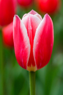 Parlak kırmızı Elma şekeri Çiçek tarhında laleler