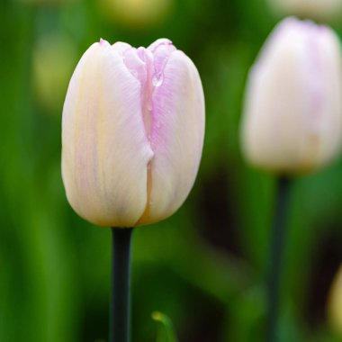 Çiçek tarhında güzel laleler.