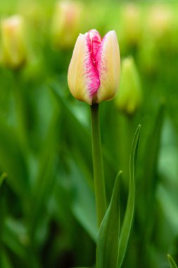 Parlak sarı ve pembe del piero laleleri