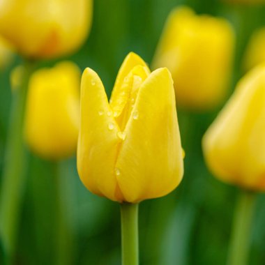 Parlak sarı laleler