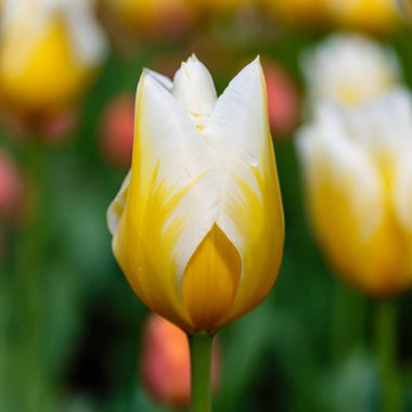 Parlak turuncu Cassini laleleri