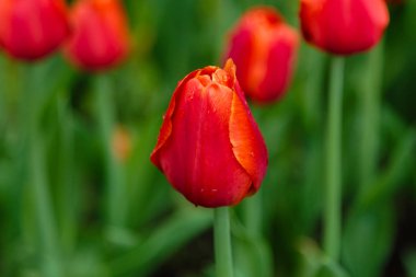 Çiçek tarhında parlak kırmızı Annie Schilder laleleri