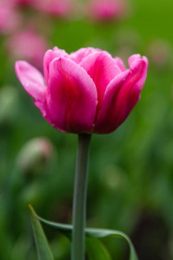 Çiçek tarhında pembe Britt laleleri