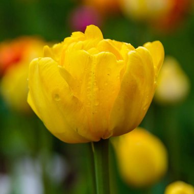 Sarı büyükanne ödüllü laleler